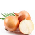 hot sale fresh chinese bawang bombay small onions in bulk